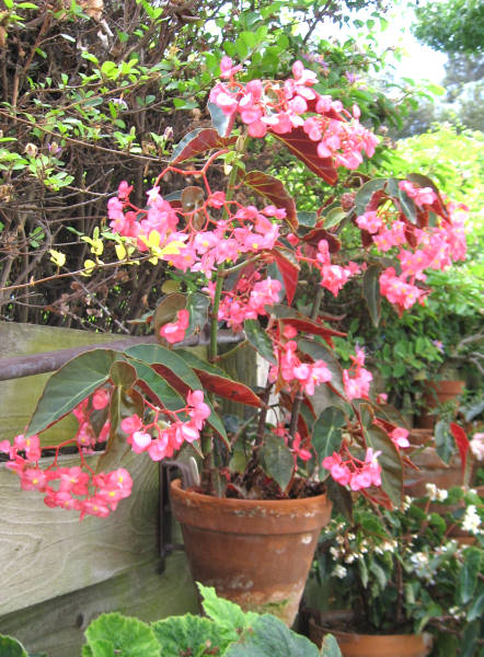 B. ‘Robin's Red’
